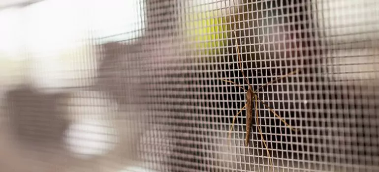 Repair Mosquito Mesh For Windows in Sanford, FL